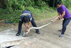 Snake Head Stuck in Hole in the Road