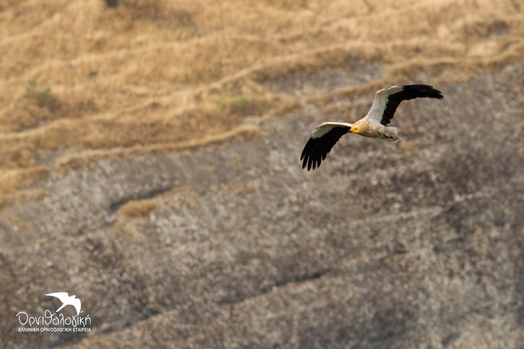 Asproparis_Meteora_©ORNITHOLOGIKI_DimitrisVavylis