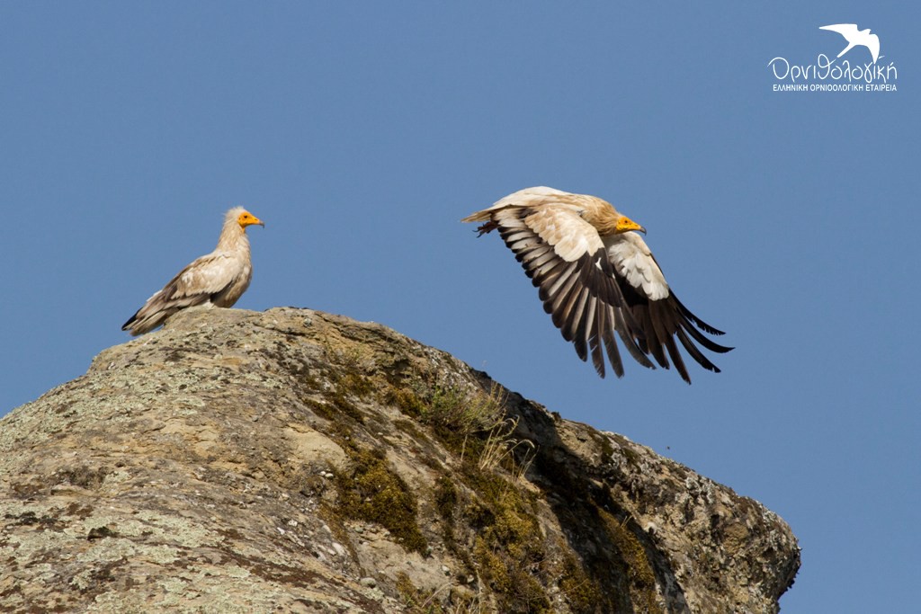 Zeugari_Asproparidwn_Meteora_©ORNITHOLOGIKI_DimitrisVavylis