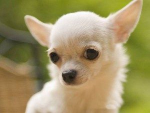 chihuahua-300x225